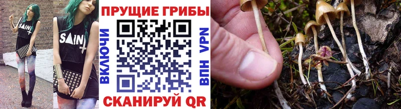 Купить закладки  Свирск  Галлюциногенные грибы мицелий 